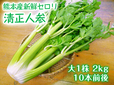 熊本セロリ「清正人参」 平成29年の年内出荷は12月26日(火)まで!年明けは1月16日(火)より再出荷!_a0254656_18270027.jpg