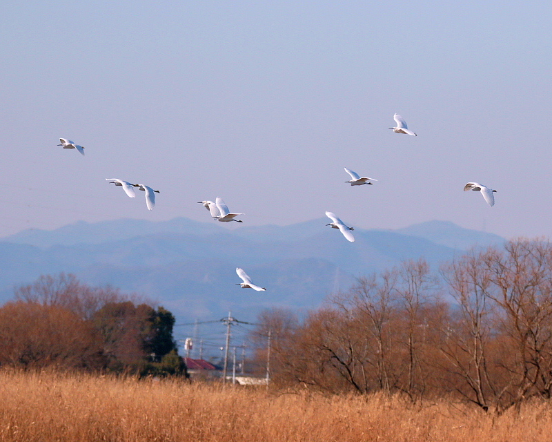 飛んで　飛んで　飛んで_c0305565_17363747.jpg