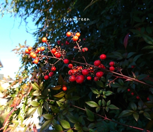 d0362666_20125657.jpg