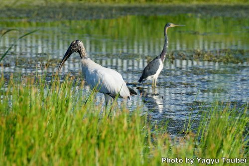 ベリーズ　都市部の Wood Stork （ウッド　ストーク）_b0132475_20014333.jpg