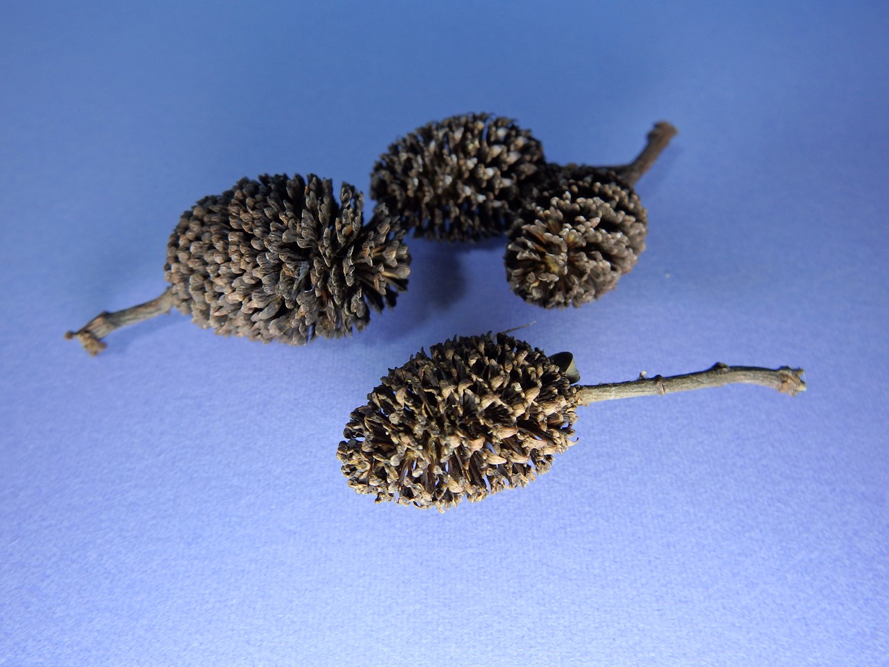 d0054276_20293465.jpg