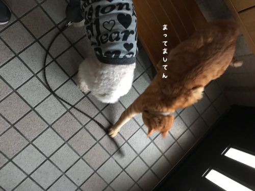 a0216583_11194605.png