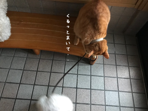 a0216583_11195600.png