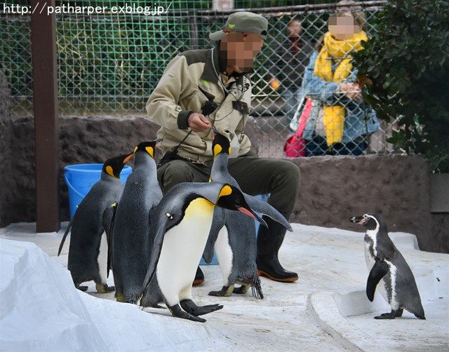 ２０１７年１１月　天王寺動物園　その６　個性的なフンボルトペンギン_a0052986_21473946.jpg