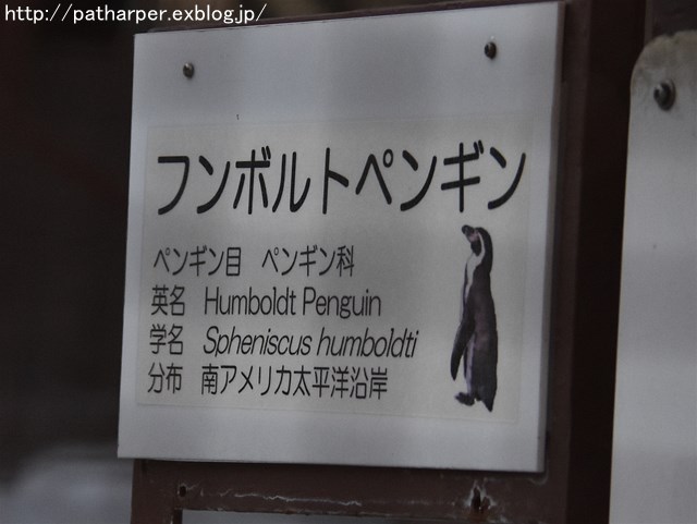 ２０１７年１１月　天王寺動物園　その６　個性的なフンボルトペンギン_a0052986_7401583.jpg