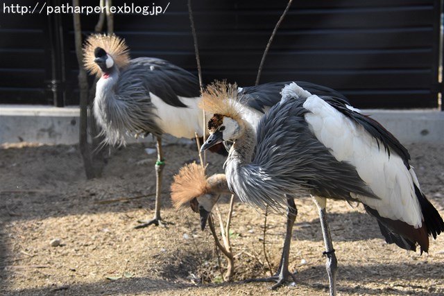 ２０１７年１１月　天王寺動物園　その６　個性的なフンボルトペンギン_a0052986_7433567.jpg