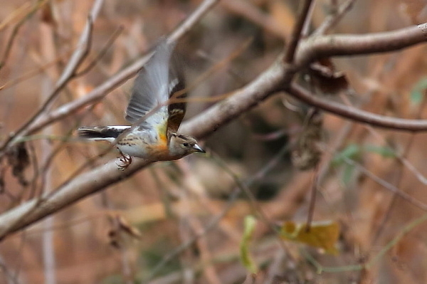 最近写した野鳥_d0334291_17110742.jpg