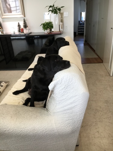 f0347891_17095288.jpeg