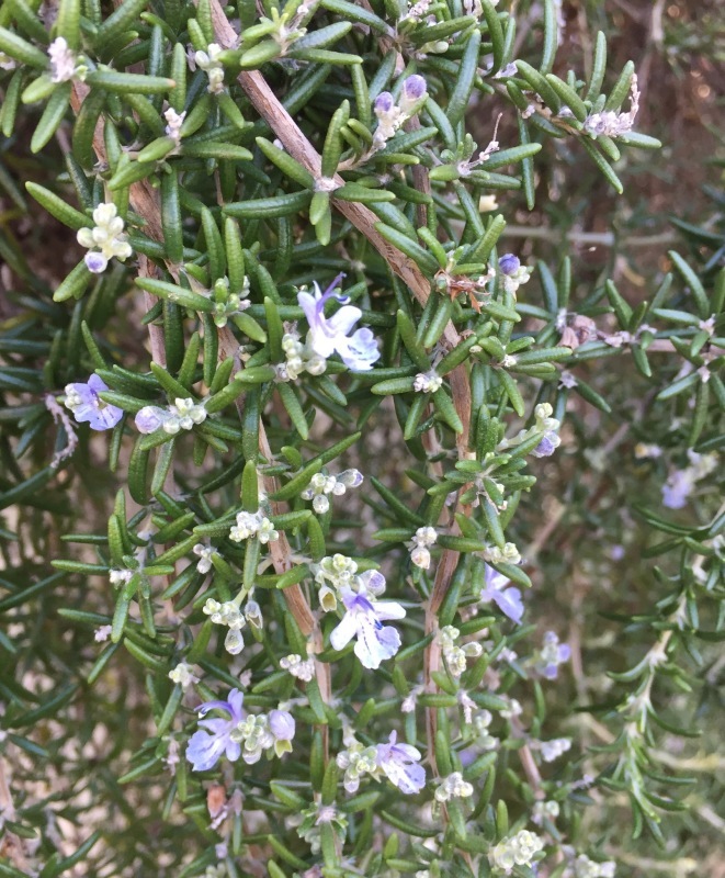 アロマボランティア2017 終了。_a0357894_19225266.jpeg