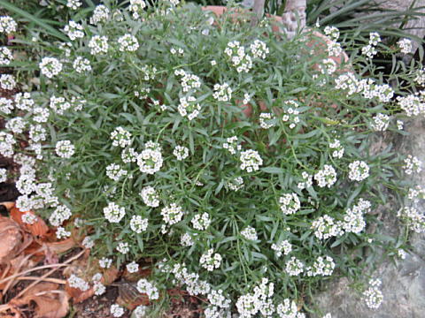 d0046702_07431829.jpg