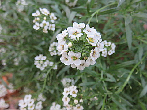 d0046702_07432713.jpg