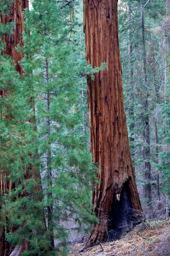 シャーマン将軍の木 : General Sherman Tree_d0361902_1339680.jpg