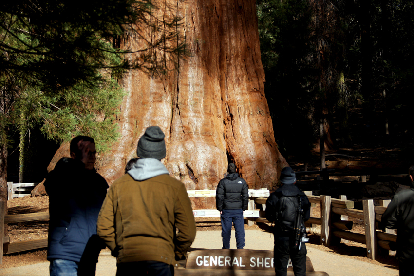 シャーマン将軍の木 : General Sherman Tree_d0361902_13421681.jpg