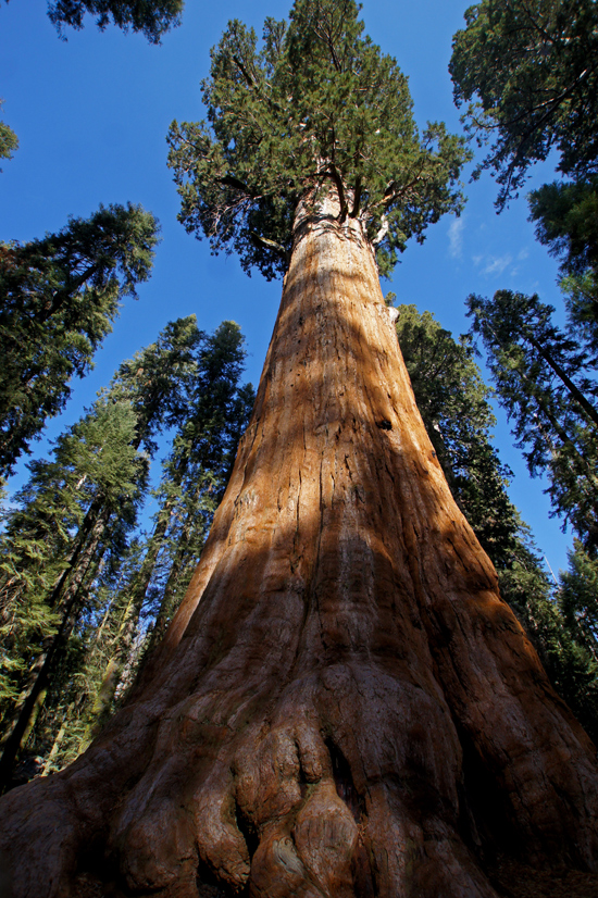 シャーマン将軍の木 : General Sherman Tree_d0361902_13535258.jpg