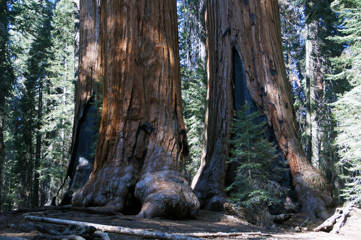 シャーマン将軍の木 : General Sherman Tree_d0361902_14394953.jpg