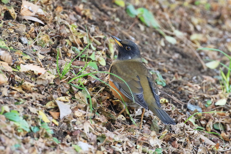 今日の翡翠と、その他の野鳥_e0365802_18471494.jpg