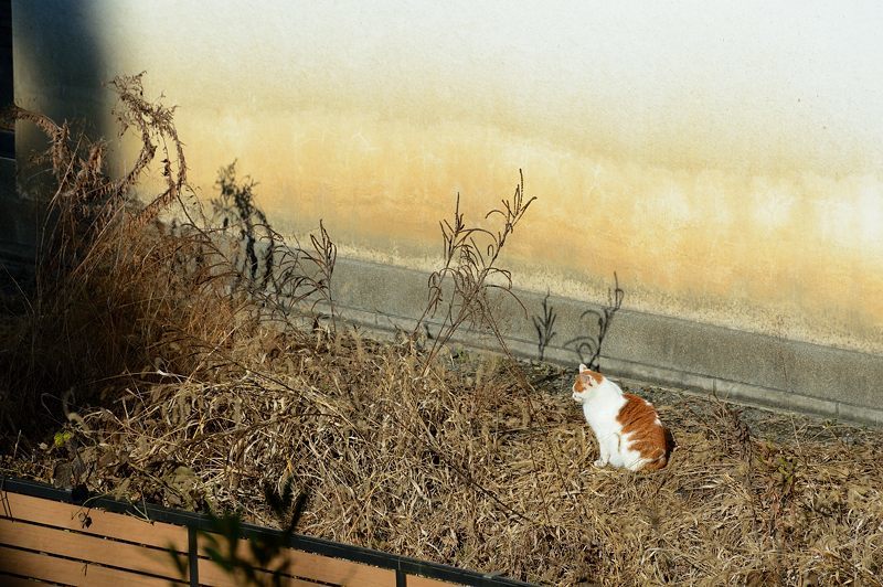 町角ニャンコ・日溜まりニャンコ_f0032011_19383527.jpg