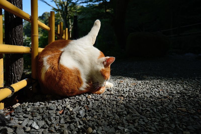 町角ニャンコ・日溜まりニャンコ_f0032011_19383739.jpg