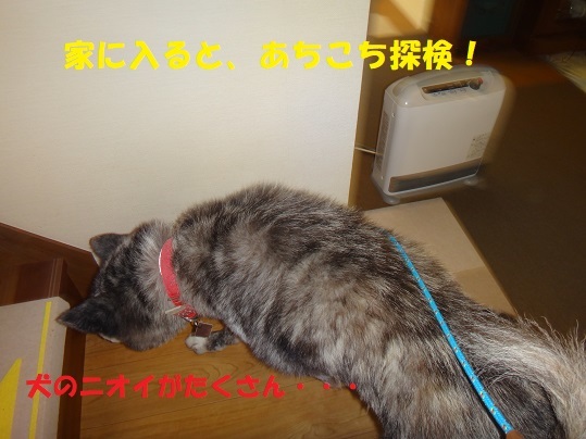 またもや虎毛の新人さん!!_f0121712_06045808.jpg