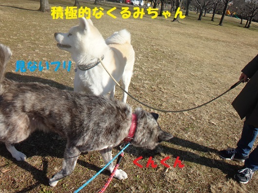 またもや虎毛の新人さん!!_f0121712_06351681.jpg