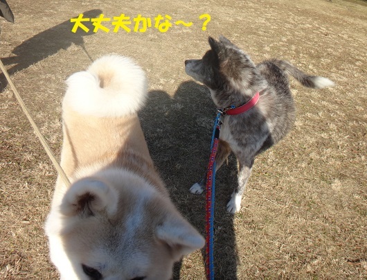 またもや虎毛の新人さん!!_f0121712_06371519.jpg