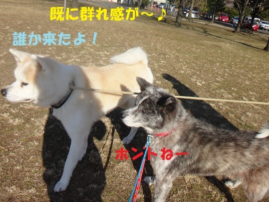 またもや虎毛の新人さん!!_f0121712_06411622.jpg
