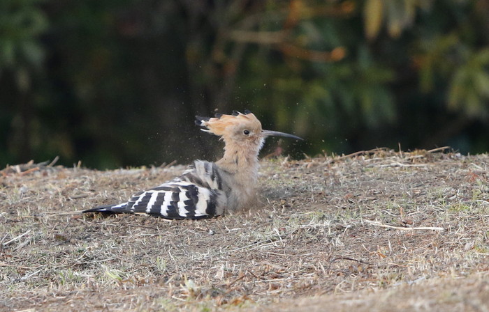 ヤツガシラ　その２(アッ‼　危ない＆一息ついての砂浴び）_f0239515_1925575.jpg