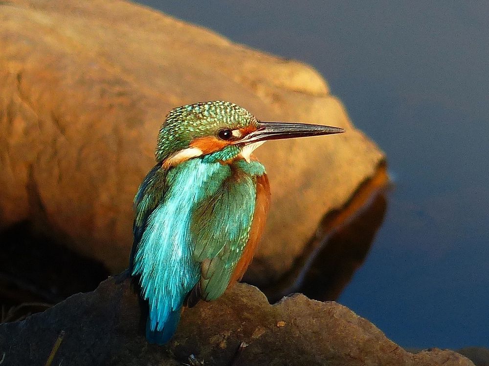 Portrait of Kingfisher カワセミブルーに出会えた朝散歩はサイコー♪_a0031821_13055545.jpg