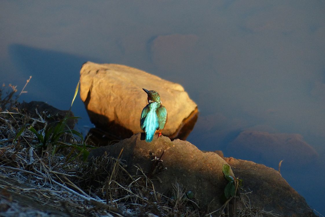 Portrait of Kingfisher カワセミブルーに出会えた朝散歩はサイコー♪_a0031821_13221600.jpg
