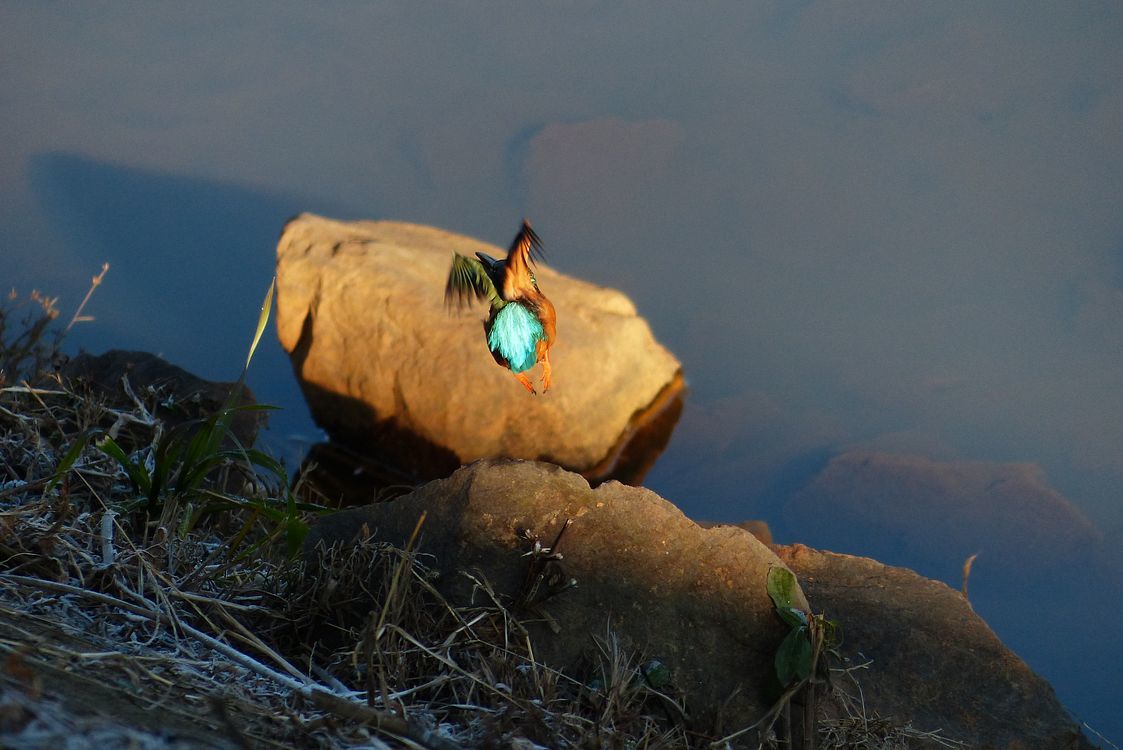 Portrait of Kingfisher カワセミブルーに出会えた朝散歩はサイコー♪_a0031821_13241618.jpg