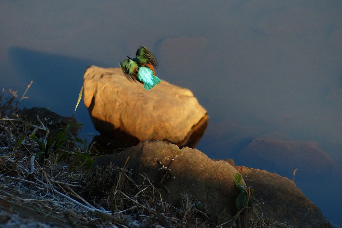 Portrait of Kingfisher カワセミブルーに出会えた朝散歩はサイコー♪_a0031821_13272635.jpg