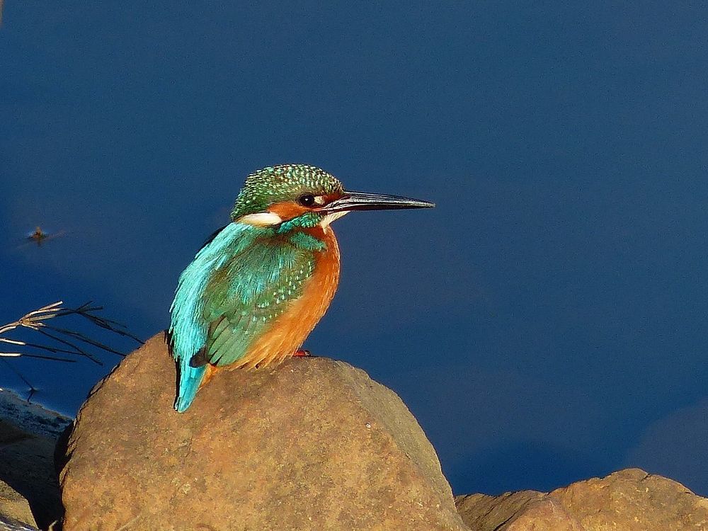 Portrait of Kingfisher カワセミブルーに出会えた朝散歩はサイコー♪_a0031821_13300650.jpg