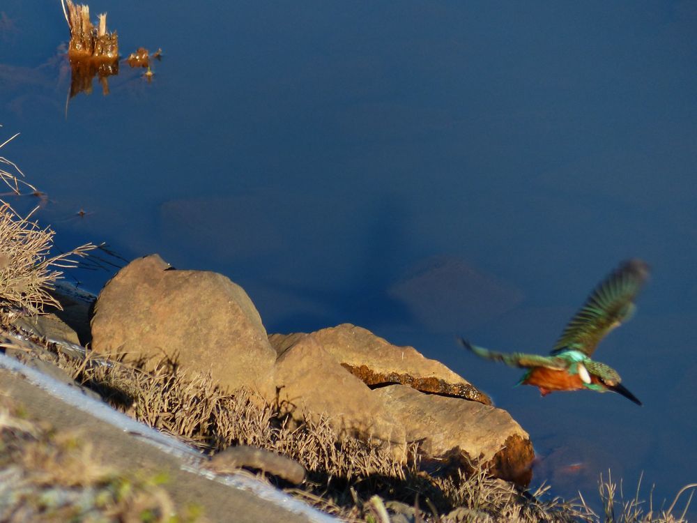Portrait of Kingfisher カワセミブルーに出会えた朝散歩はサイコー♪_a0031821_14103801.jpg