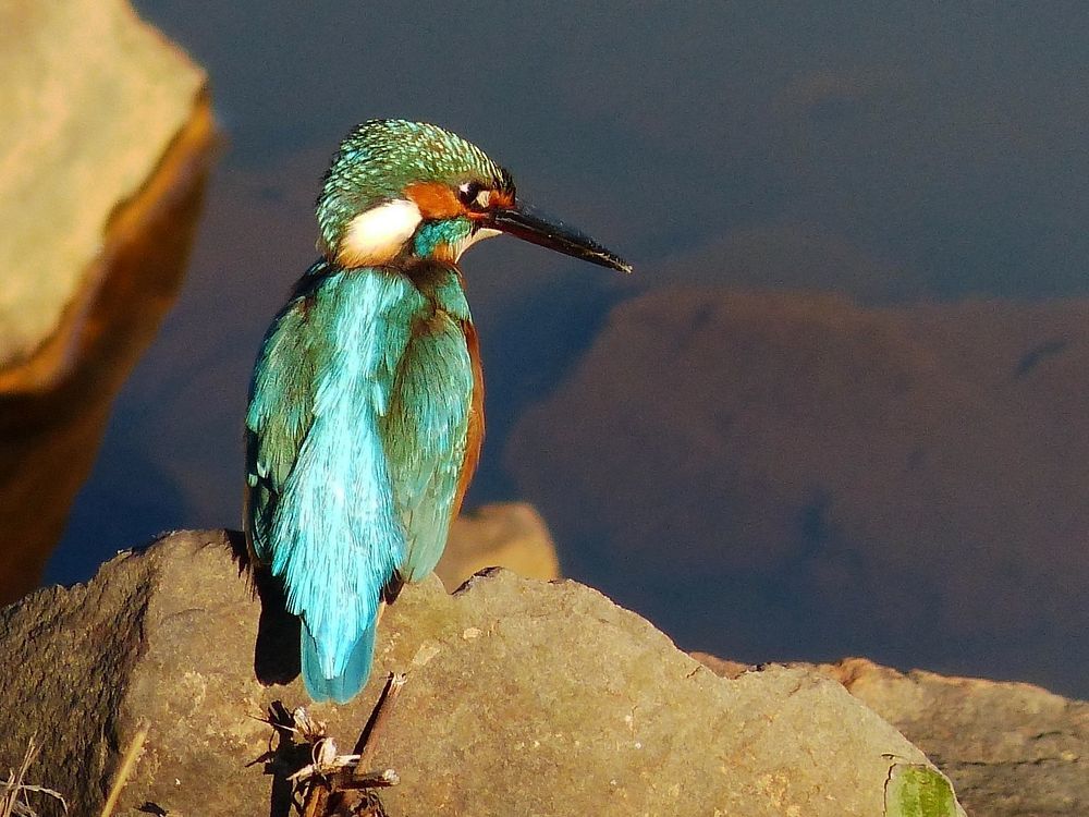 Portrait of Kingfisher カワセミブルーに出会えた朝散歩はサイコー♪_a0031821_14182874.jpg