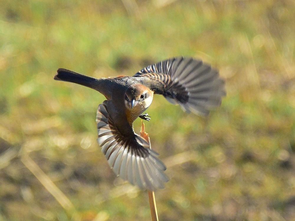 Burst start of Bull-headed shrike モズの飛び出し動態撮影はNIKON1 V3の独壇場♪_a0031821_22543633.jpg