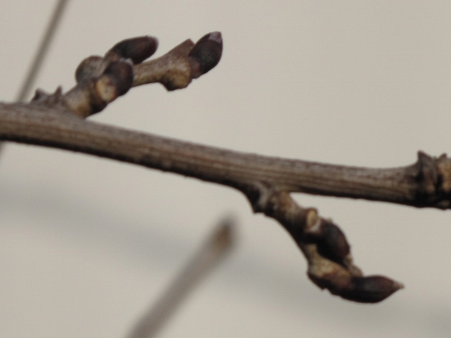 f0143123_12270433.jpg