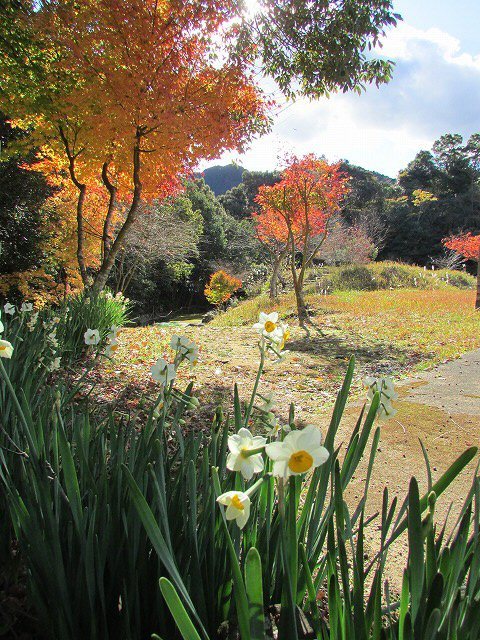 紅葉の村嶋川_e0321325_16301975.jpg