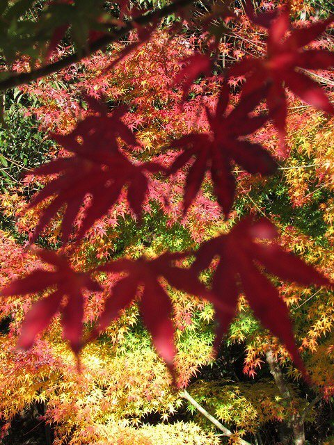 紅葉の村嶋川_e0321325_16333879.jpg