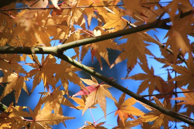 紅葉の村嶋川_e0321325_16344115.jpg