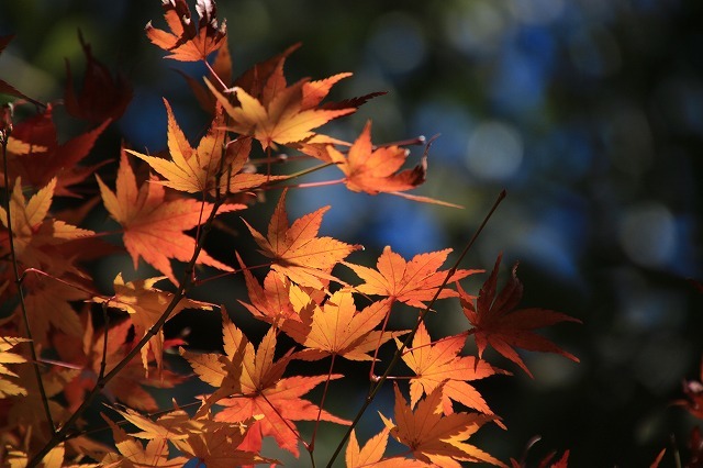 紅葉の村嶋川_e0321325_16345205.jpg