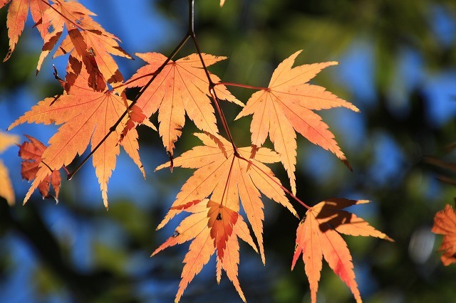 紅葉の村嶋川_e0321325_16350756.jpg