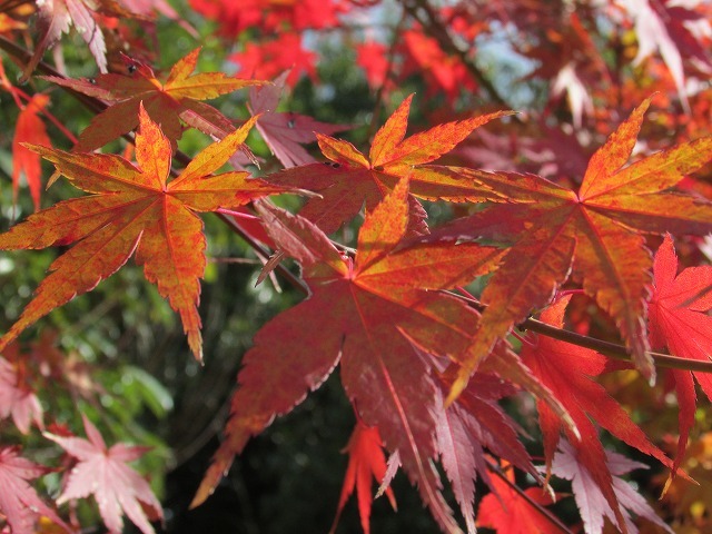 紅葉の村嶋川_e0321325_16352097.jpg