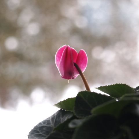 a0329935_08422370.jpeg