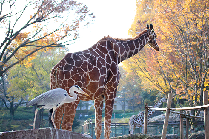 多摩動物園**_b0049843_964487.jpg