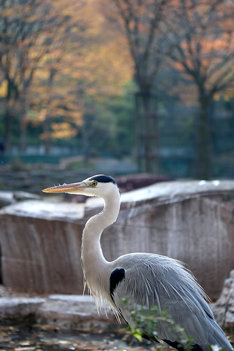 多摩動物園**_b0049843_964677.jpg