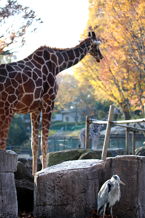 多摩動物園**_b0049843_964879.jpg