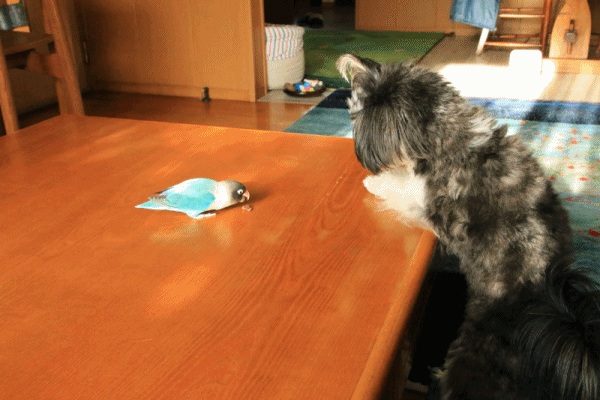 c0145250_16135641.gif