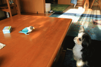 c0145250_16140551.gif