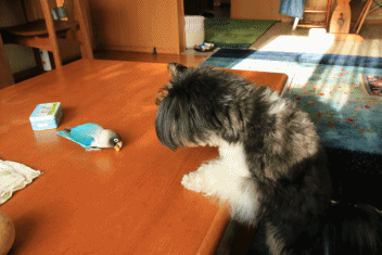 c0145250_16141059.gif