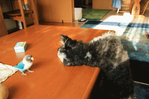 c0145250_16141493.gif